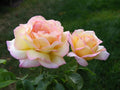 Peace Rose Cuttings for Rooting - Rosa 'Peace' | Garden Roses, Ornamental Plants, Home Gardening