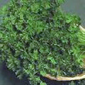 Parsley Seeds, 500 Count, Dark Green Italian Heirloom, Non-GMO, Petroselinum crispum