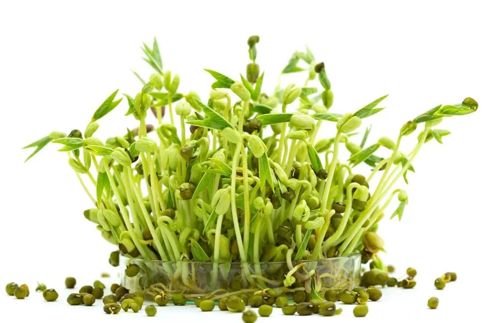 Mung Bean Sprouts Seeds - 100 Seeds - Grow Tasty Sprouts - Vigna radiata