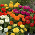 Zinnia Seeds - 100+ Preciosa Mix - Flower Garden Seeds - Zinnia elegans - USA