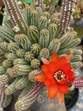 Echinopsis Chamaecereus Peanut Cactus Cuttings - 5 Pack, Succulent Variety, Easy Care, Unique Shape, Indoor Plant