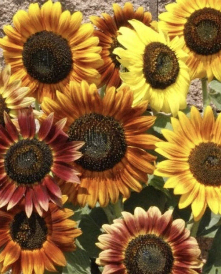 Sunflower Seeds - Autumn Beauty Variety - Helianthus annuus - 100+ Seeds for Planting
