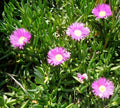 Fresh Cuttings Ice Plant, Purple Pink Ground Cover Succulents, 4-7" Each, Delosperma spp.