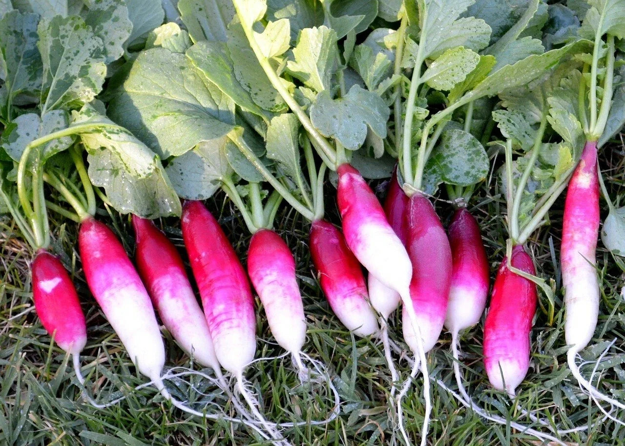 French Breakfast Radish Seeds 200 Ct - Non-GMO Vegetable Garden Seeds - Raphanus sativus - USA, Free Shipping
