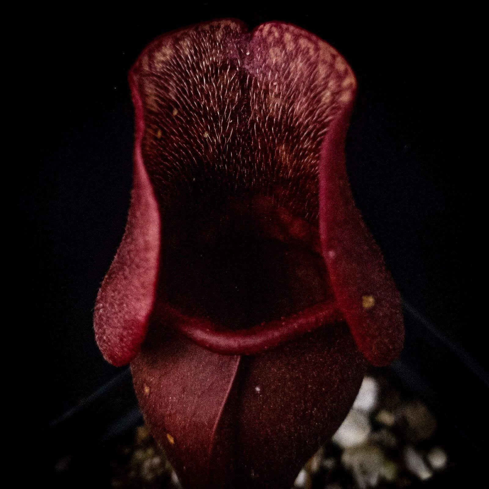 Sarracenia Purpurea Venosa Red Pitcher Plant - Carnivorous Plant with Unique Red Veins