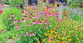Native Perennial Wildflower Seed Mix 1 OZ | 17 Varieties for Pollinators & Cut Flowers | Wildflower Seeds