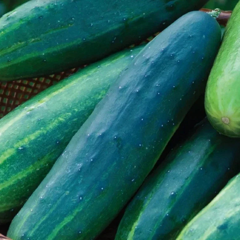 Cucumber Salad Slicer Seeds - 35+ Heirloom Organic Seeds - Ideal for Fresh Salads - Cucumis sativus