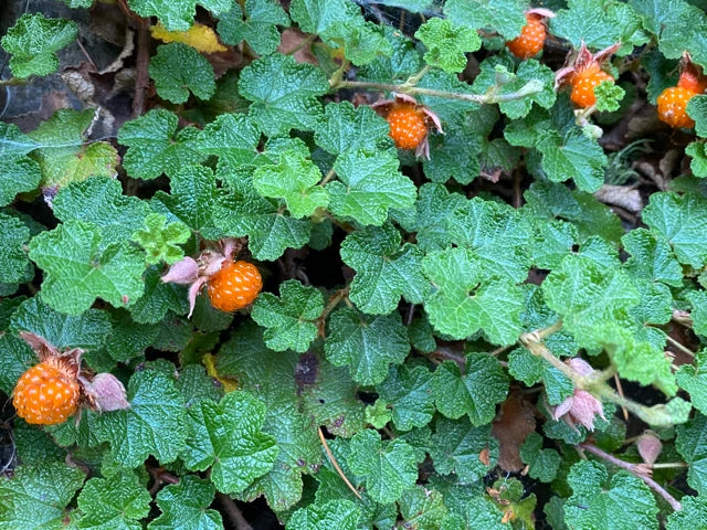 Rooted Cuttings of Formosan Raspberries, Tasty Edible Ground Cover, Rubus phoenicolasius