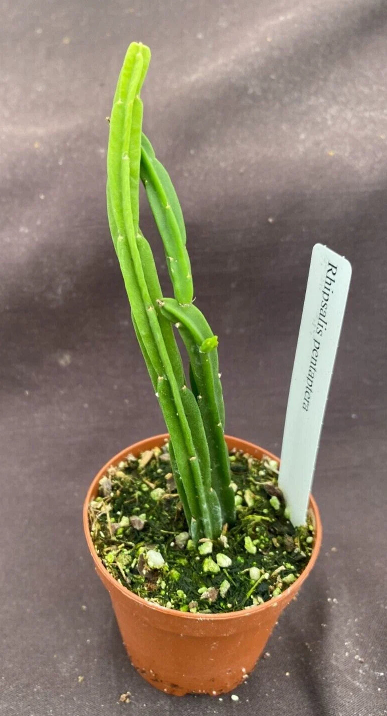 Rhipsalis Pentaptera Plant in 2" Pot - Rooted Cactus, Easy Care Indoor Plant, Unique Tropical Greenery