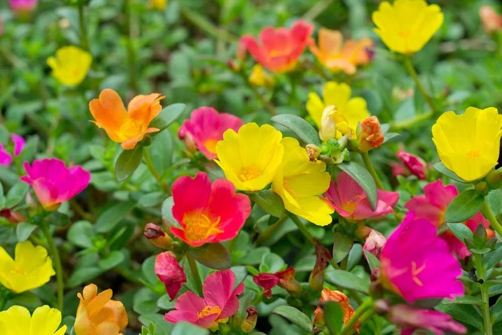 Moss Rose Seeds - 1,000 Count - Colorful Portulaca Grandiflora Flowers for Planting