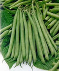Slenderette Bush Bean Seeds, 20+ Non-GMO Seeds, Great Tasting Variety, Phaseolus vulgaris