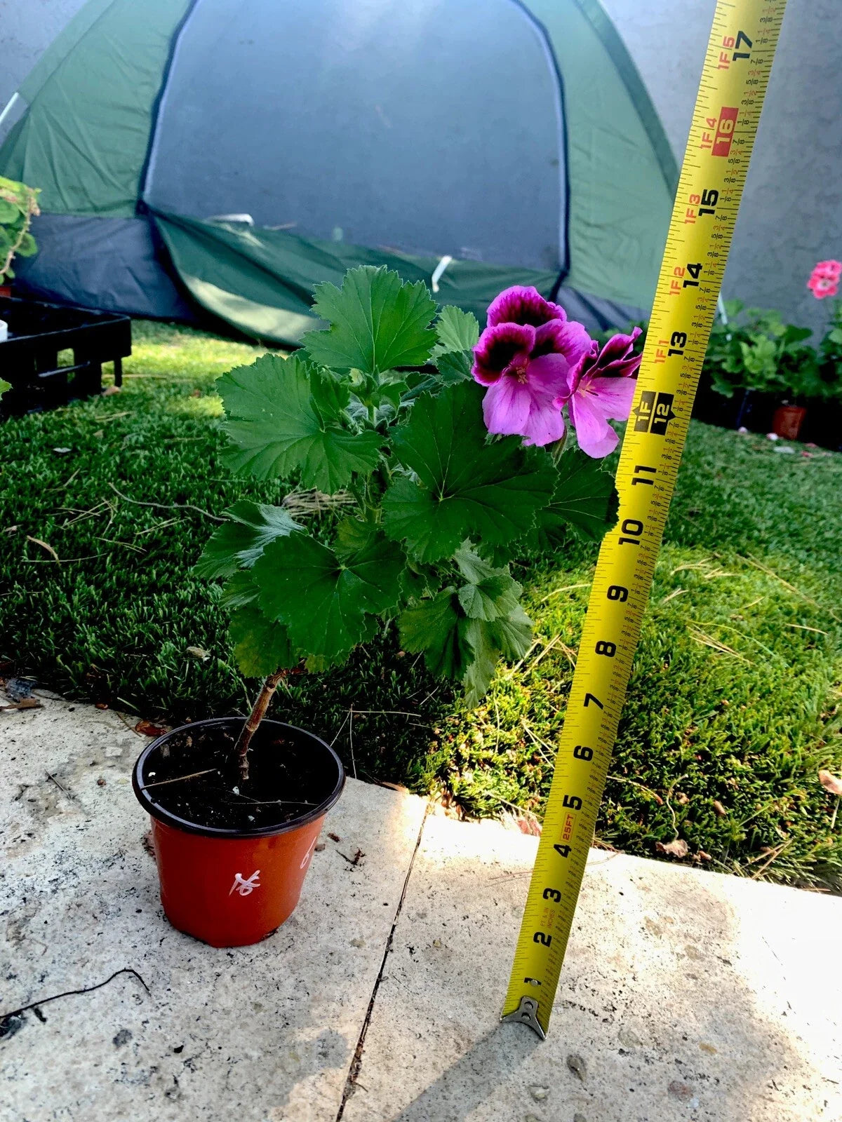 Live Plant 14" Tall Lavender Pink Dark Maroon Color (Scientific Name)