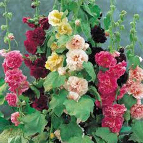 Hollyhock Seeds, 500 Seeds, Pink, Red & Yellow, Alcea rosea