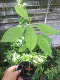Live Avocado Tree 5'' to 8'' Aguacate Fruit Persea americana