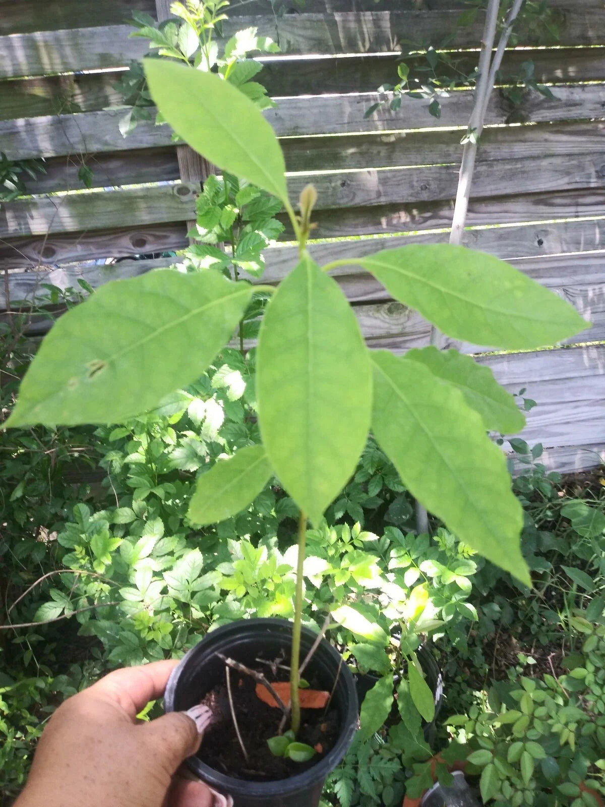 Live Avocado Tree 5'' to 8'' Aguacate Fruit Persea americana