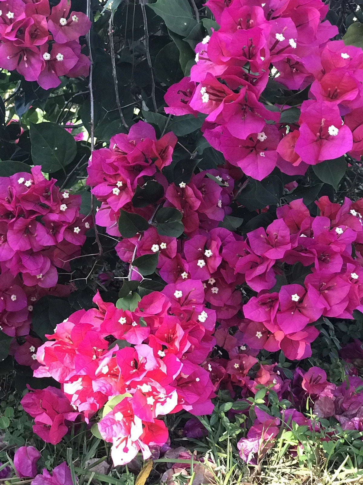 Bougainvillea Cuttings 8-Pack Fuchsia Blooms Bougainvillea spectabilis