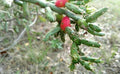 Christmas Cholla Cactus Cuttings - 2 Pieces, OPUNTIA LEPTOCAULIS, 6+ Inches, Drought-Tolerant Succulent Plant