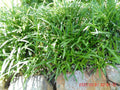Monkey Grass Plants - 25 Pcs Bare Roots - Liriope Muscari - Ground Cover, Shade Tolerant, Low Maintenance