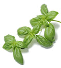 Organic Basil Super Sweet Ashalim Seeds - 500 Count - Ocimum basilicum - Non-GMO Herb Garden Planting Seeds
