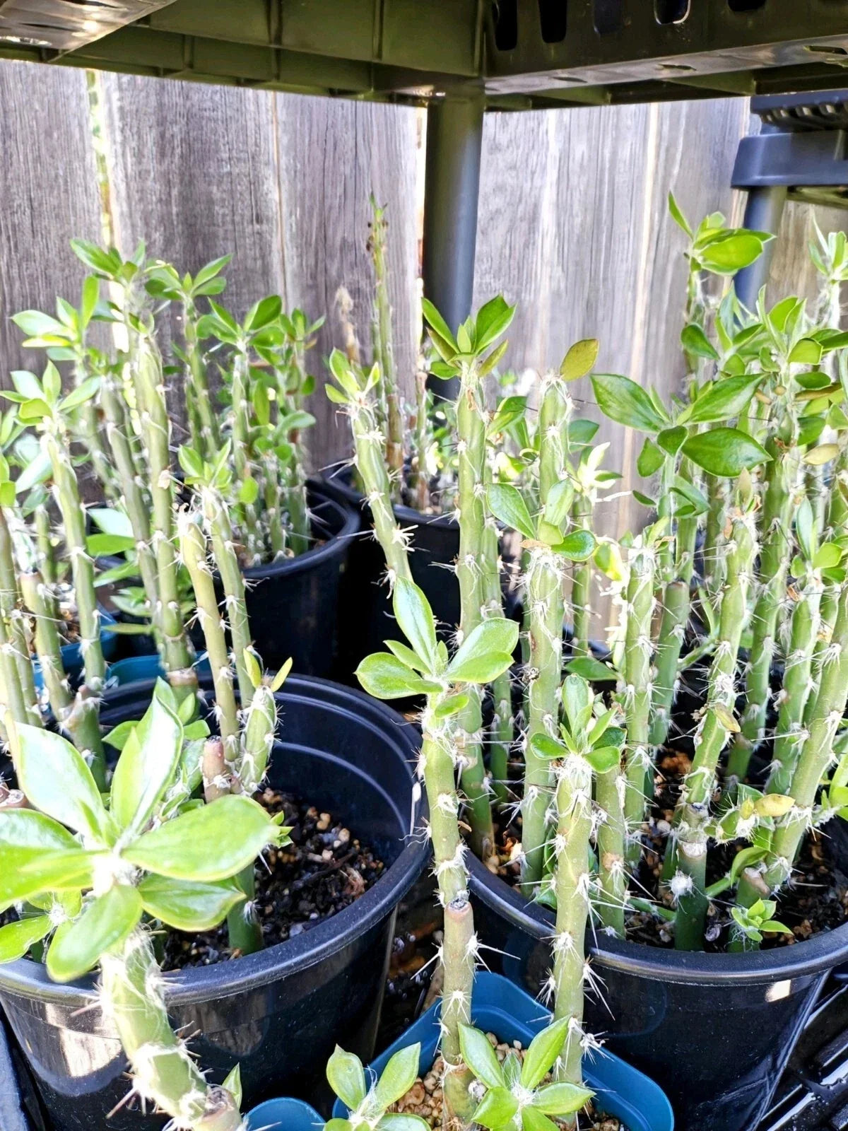 Pereskiopsis spathulata Grafting Stock Cactus - 4" Rooted - Two Pack, Ideal for Grafting and Planting