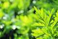Mugwort Herb Seeds 100 Seeds - Artemisia vulgaris - Organic, Culinary, Medicinal