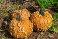 Grizzly Bear Warty Pumpkin Seeds - 10 Pack - Organic USA Seeds - Heirloom Variety