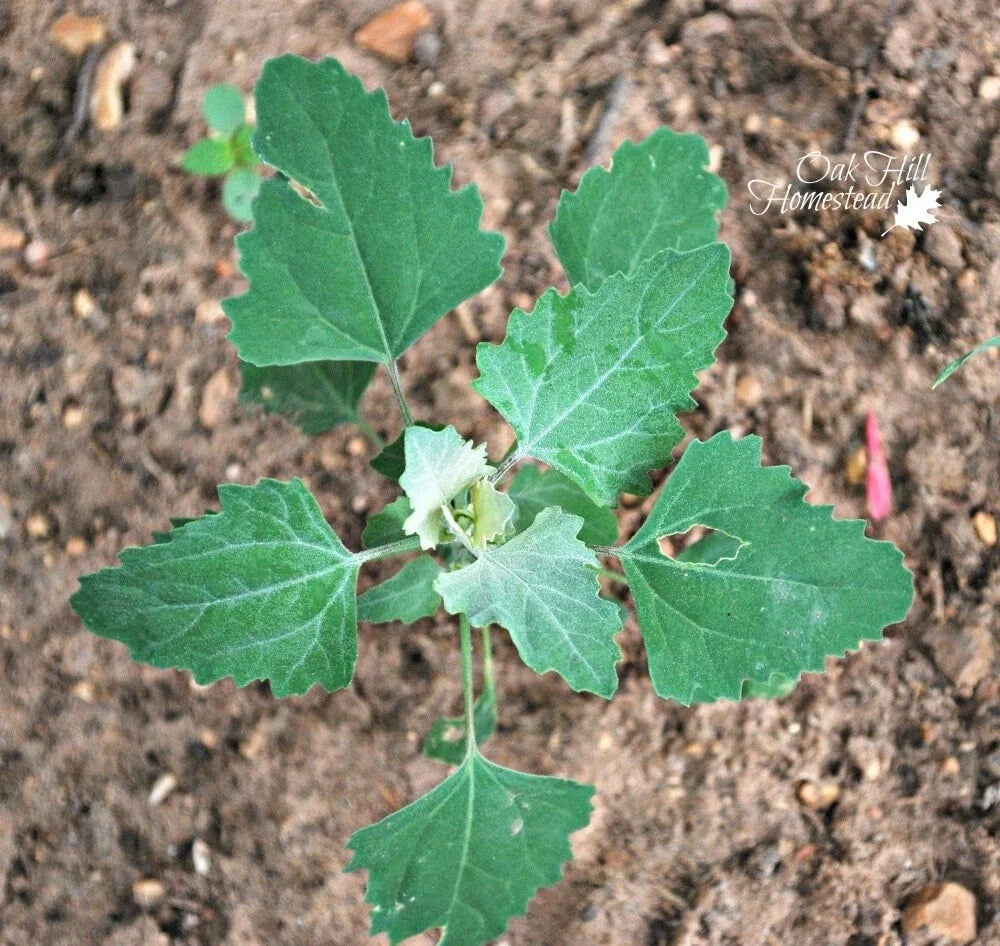 Set of 3 Live Edible Herb Plants - Lamb's Quarters, Wild Spinach, Pigweed (Chenopodium album) - Fresh with Roots