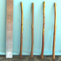 Plum Tree Rootstock Cutting Semi-Dwarf NO ROOT for Scion-Wood Grafting Prunus domestica - 10 Pack