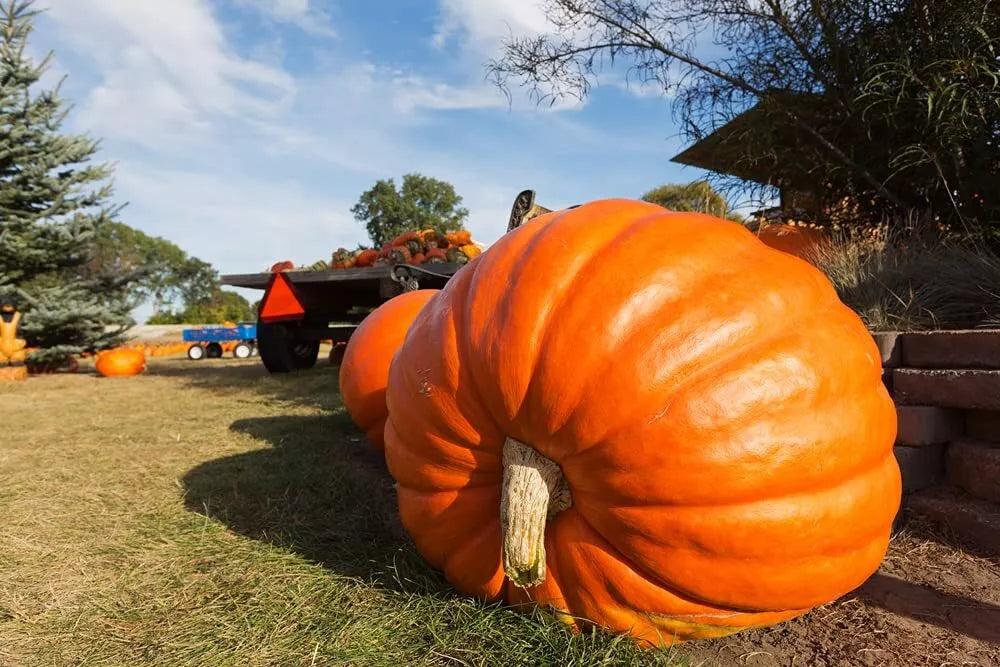 Pumpkin Seeds for Planting | 10 Seeds | Atlantic Giant Variety | World Record Size