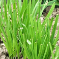 Garlic Chives Seeds | NON-GMO Heirloom | Organic Garden Seeds | Allium tuberosum
