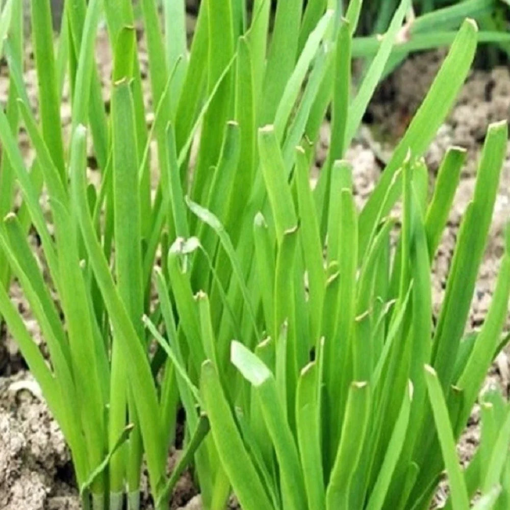 Garlic Chives Seeds | NON-GMO Heirloom | Organic Garden Seeds | Allium tuberosum