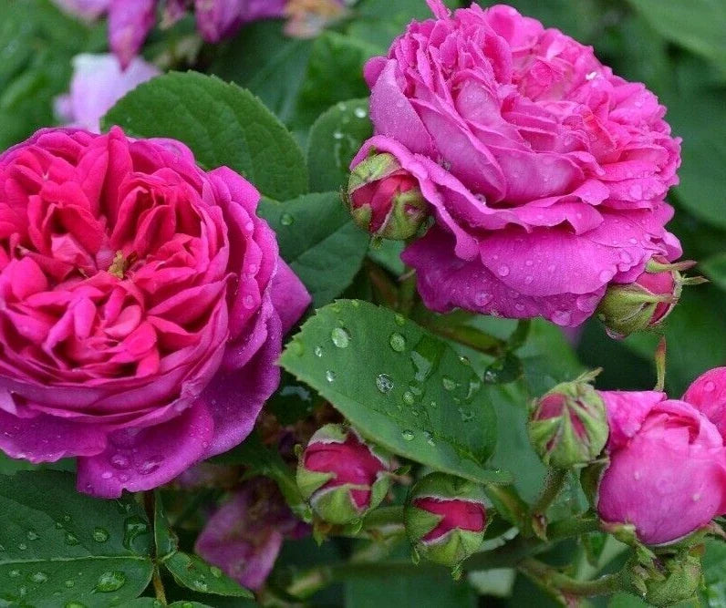 Scarlet Rose Bush Seeds, 100 Heirloom Seeds, Summer Blooming Flowers, Rosa spp.