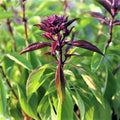 Thai Basil Seeds - 25 Count Seed Pack - Sweet Flavor - Ocimum basilicum var. Thai