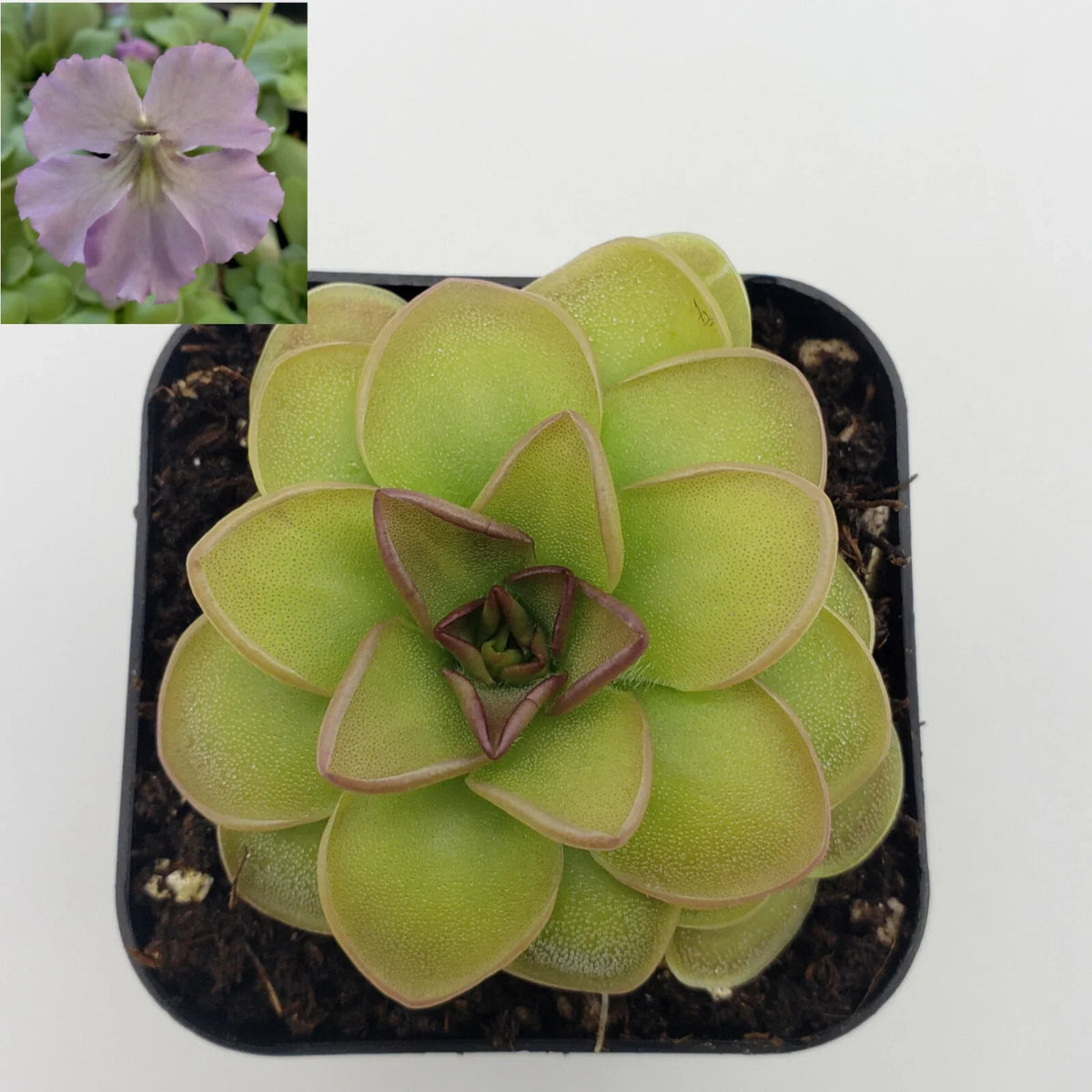 Butterwort Plant Pinguicula 'Hanka' Carnivorous Plant - Unique Insect-Feeding Houseplant