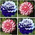 Dahlias Seeds 20pcs - Varying Colors Perennial Flowers - USA Seller - Garden Planting (#0485)