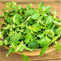 Lemon Basil Seeds - 100 Count Non-GMO Seed Pack - Unique Culinary Herb (Ocimum basilicum)