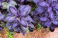 Purple Basil Herb Seeds - 200 Count - Ocimum basilicum 'Purple Ruffles' - Ideal for Home Gardening and Culinary Use