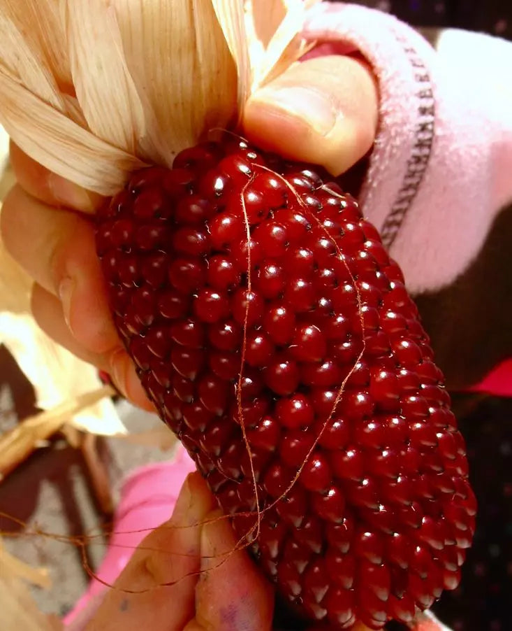 500+ Organic Heirloom Strawberry Ruby Corn Seeds - Sweet Popcorn - Rare Variety - Non-GMO