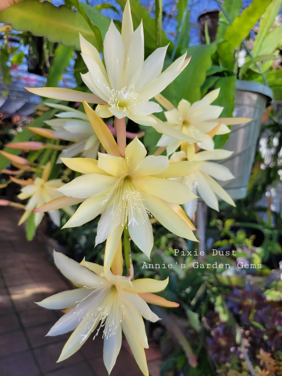 Epiphyllum Cuttings - Unrooted 8 to 10 Inches - Pixie Dust Variety - Epiphyllum oxypetalum