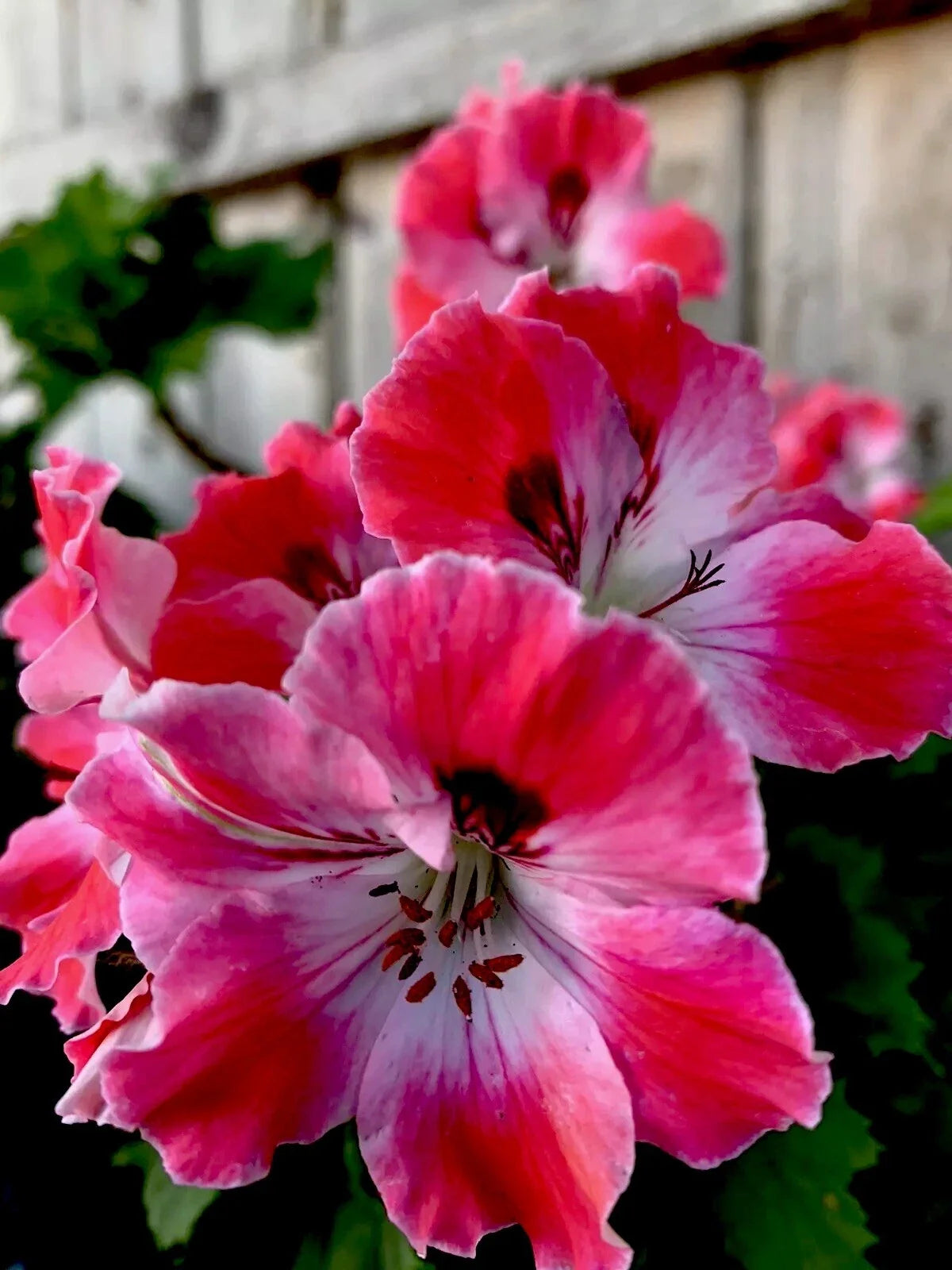 Geranium Plant 8” Reddish Pink/Maroon/White Perennial Live Pelargonium in 3” Pot