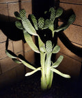 Consolea Rubescens Road Kill Cactus Live Pad Cutting (1) – Unique Succulent Plant for Home or Garden Decor