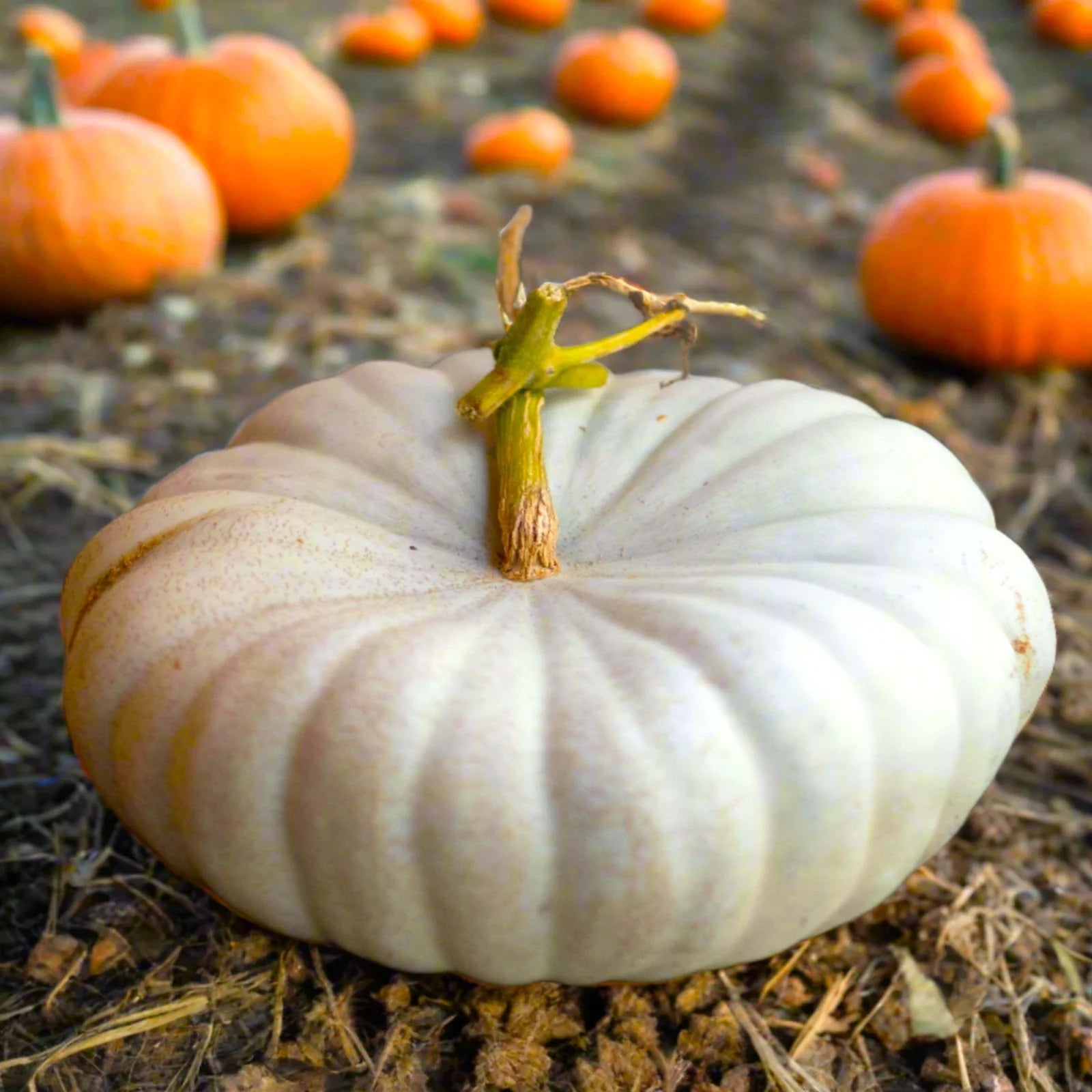 Flat White Boer Pumpkin Seeds | Stackable Cinderella Casper Squash Seeds | Cucurbita pepo | 2025