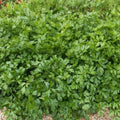 Italian Giant Parsley Seeds, Heirloom Flat-Leaf Variety, 4000 Seeds, Petroselinum crispum