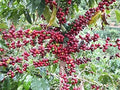 Coffee Seeds for Planting, 10 Seeds, Arabica Variety, Coffea arabica