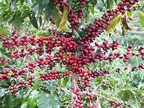 Coffee Seeds for Planting, 10 Seeds, Arabica Variety, Coffea arabica