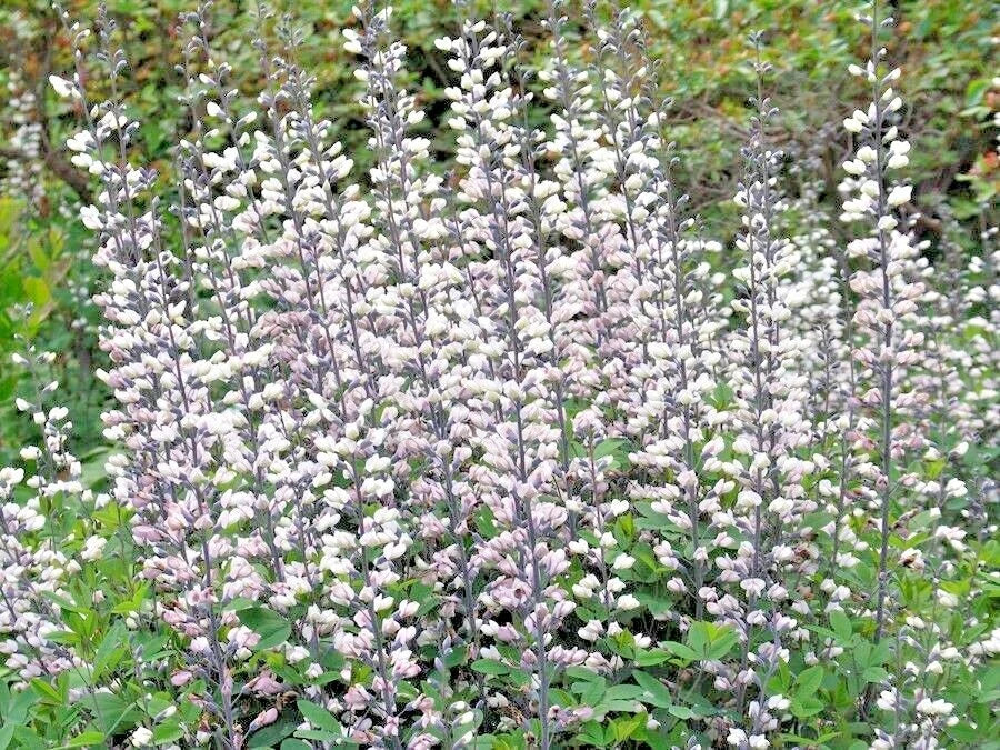 50+ White Wild False Indigo Seeds - Native Wildflower Perennial, Nitrogen-Fixing (Baptisia alba)