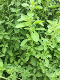 Greek Oregano Plant 4" in Pot - Origanum vulgare - Aromatic Culinary Herb - Perennial with Purple-Pink Flowers