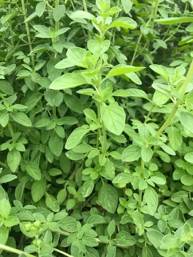 Greek Oregano Plant 4" in Pot - Origanum vulgare - Aromatic Culinary Herb - Perennial with Purple-Pink Flowers