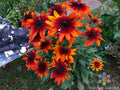 Gypsy Chycks Rudbeckia Seeds - 200+ Seeds for Garden Planting - Black-eyed Susan (Rudbeckia hirta) - USA