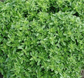 Dwarf Greek Basil Seeds 300+ Non-GMO Annual Herb Spice Ocimum basilicum